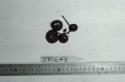 Click for 1 image(s) for this accession. FRUIT